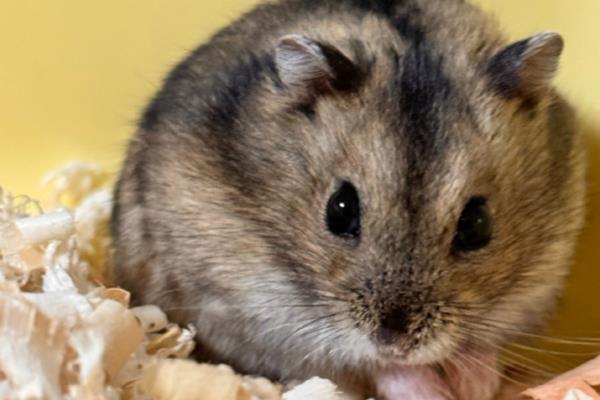 仓鼠死了有没有病毒,家养仓鼠正常死亡不会携带病毒