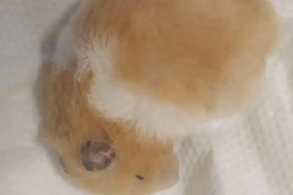 仓鼠死了有没有病毒,家养仓鼠正常死亡不会携带病毒