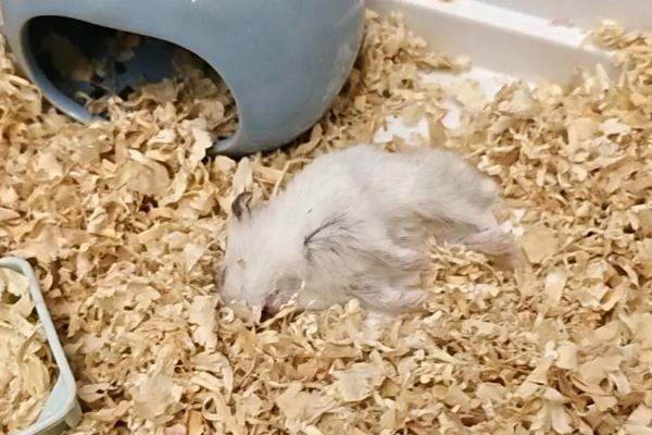 仓鼠死了有没有病毒,家养仓鼠正常死亡不会携带病毒