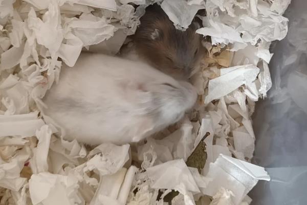 仓鼠死了有没有病毒,家养仓鼠正常死亡不会携带病毒