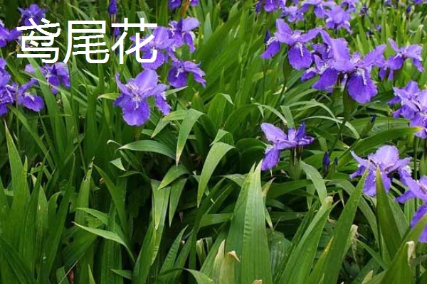 春天的有哪些花,有鸢尾花、迎春花等