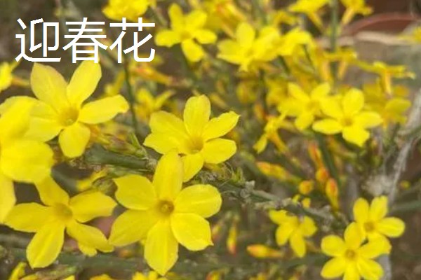 春天的有哪些花,有鸢尾花、迎春花等