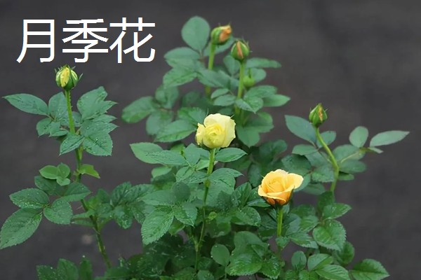 春天的有哪些花,有鸢尾花、迎春花等