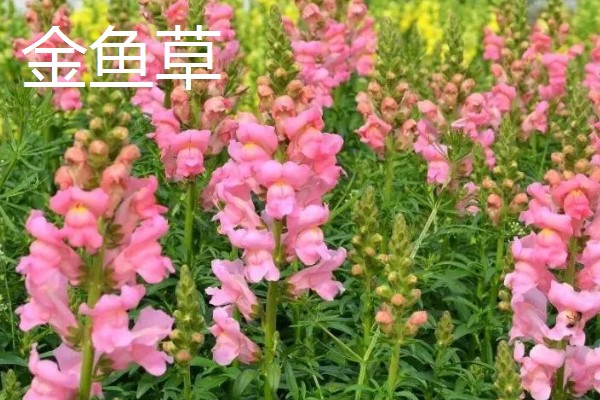 春天的有哪些花,有鸢尾花、迎春花等