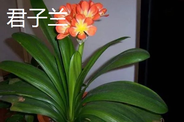 春天的有哪些花,有鸢尾花、迎春花等