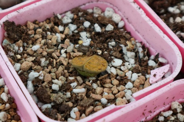 春天的有哪些花,有鸢尾花、迎春花等