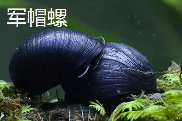 哪些工具螺不产卵,常见军帽螺、鲍鱼螺等品种