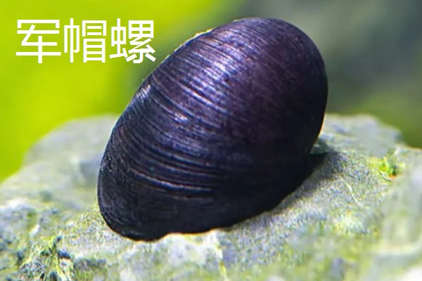哪些工具螺不产卵,常见军帽螺、鲍鱼螺等品种