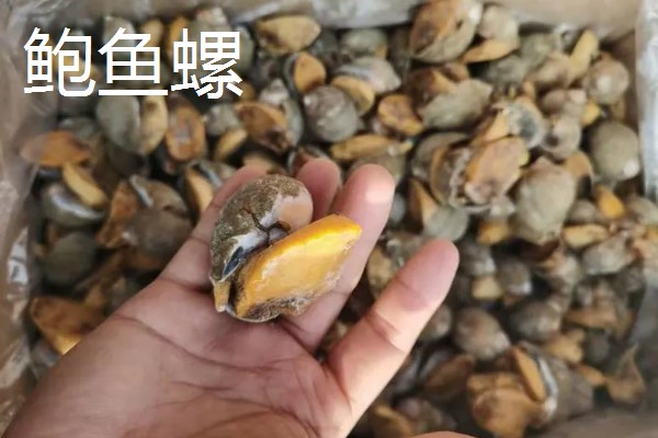 哪些工具螺不产卵,常见军帽螺、鲍鱼螺等品种