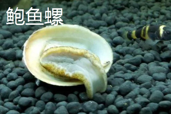 哪些工具螺不产卵,常见军帽螺、鲍鱼螺等品种