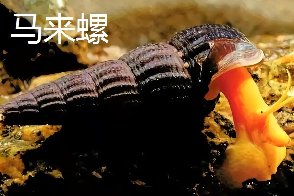 哪些工具螺不产卵,常见军帽螺、鲍鱼螺等品种