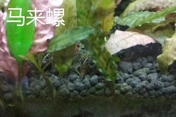 哪些工具螺不产卵,常见军帽螺、鲍鱼螺等品种