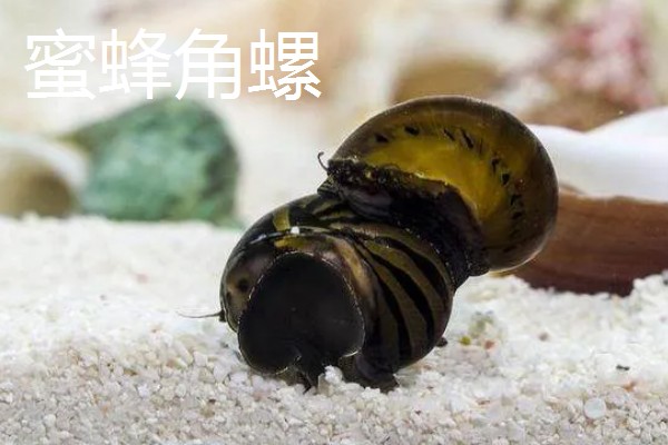 哪些工具螺不产卵,常见军帽螺、鲍鱼螺等品种