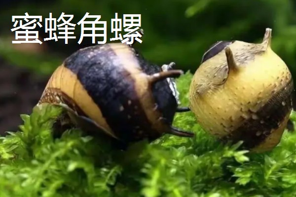 哪些工具螺不产卵,常见军帽螺、鲍鱼螺等品种