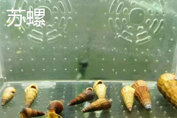 哪些工具螺不产卵,常见军帽螺、鲍鱼螺等品种