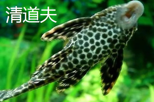 哪些工具螺不产卵,常见军帽螺、鲍鱼螺等品种