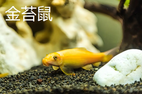 哪些工具螺不产卵,常见军帽螺、鲍鱼螺等品种