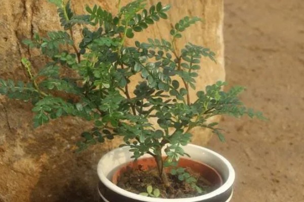 清香木会开花吗，花朵在3月份开放