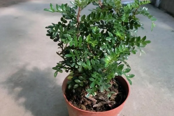 清香木会开花吗，花朵在3月份开放