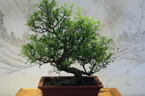 清香木会开花吗，花朵在3月份开放