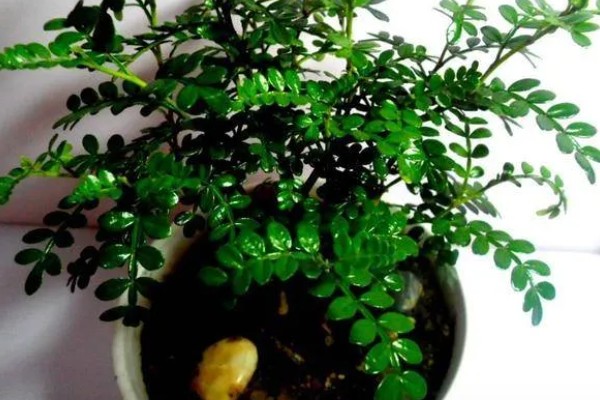 清香木会开花吗，花朵在3月份开放