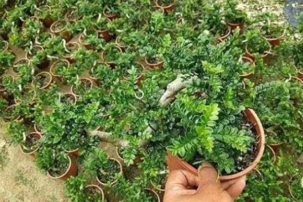 清香木会开花吗，花朵在3月份开放