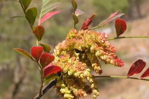 清香木会开花吗，花朵在3月份开放