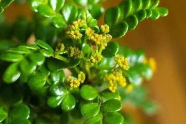 清香木会开花吗，花朵在3月份开放
