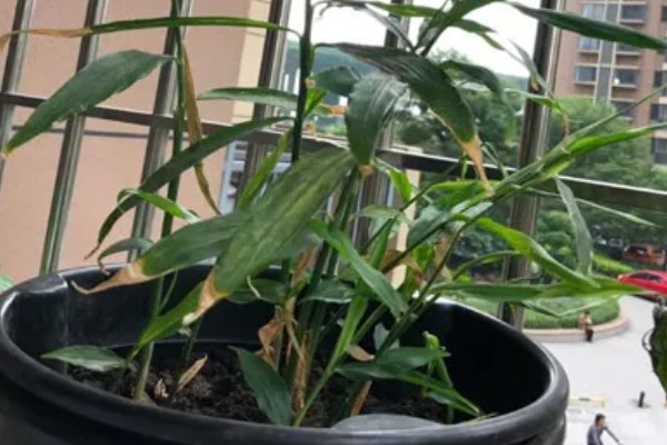 姜花的养殖方法,喜欢在高温半阴的环境下生长