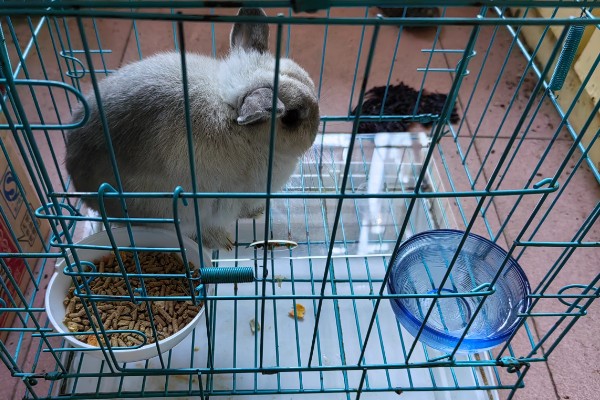 荷兰侏儒兔如何喂养,饮食应以干草为主