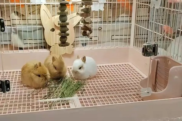 荷兰侏儒兔如何喂养,饮食应以干草为主