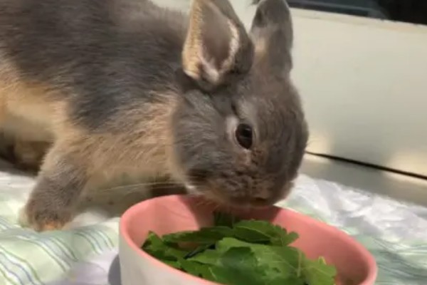 荷兰侏儒兔如何喂养,饮食应以干草为主