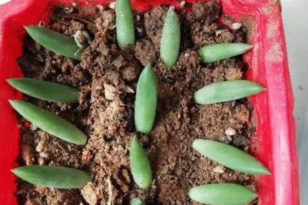 多肉千佛手怎么养殖,生长期间放在室外阳光充足的位置