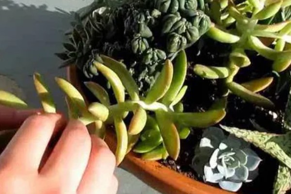 多肉千佛手怎么养殖,生长期间放在室外阳光充足的位置