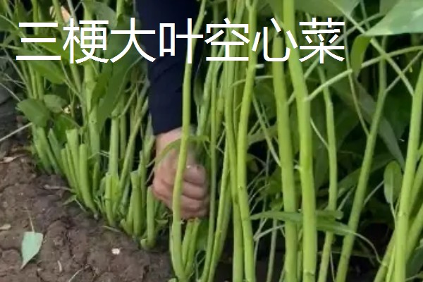 空心菜怎么高产,秧苗长到5-7厘米要追施氮肥