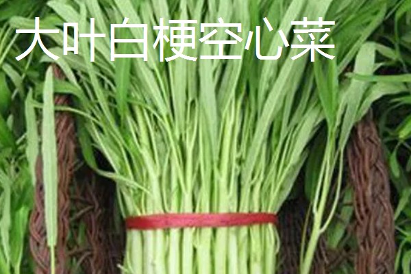 空心菜怎么高产,秧苗长到5-7厘米要追施氮肥