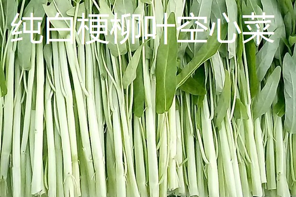 空心菜怎么高产,秧苗长到5-7厘米要追施氮肥