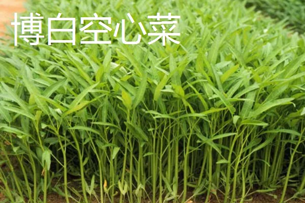 空心菜怎么高产,秧苗长到5-7厘米要追施氮肥