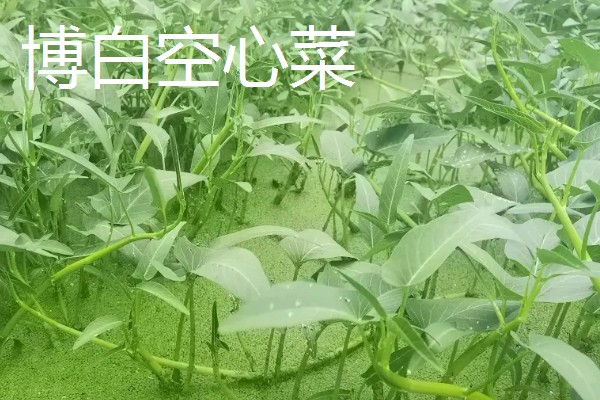 空心菜怎么高产,秧苗长到5-7厘米要追施氮肥