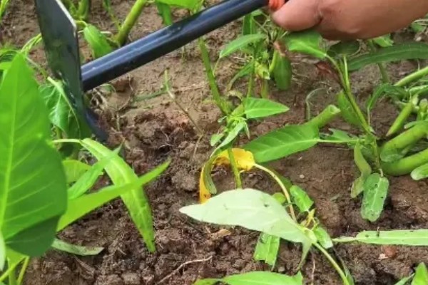 空心菜怎么高产,秧苗长到5-7厘米要追施氮肥