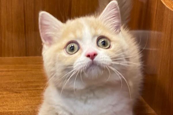 常见的可引起猫咪受惊发抖的情况,包括刺激性气味、闪电雷鸣等