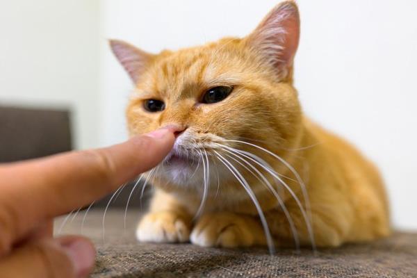 常见的可引起猫咪受惊发抖的情况,包括刺激性气味、闪电雷鸣等