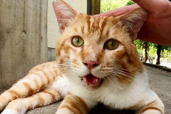 常见的可引起猫咪受惊发抖的情况,包括刺激性气味、闪电雷鸣等