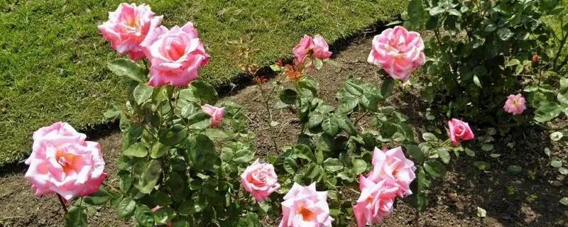 冬天种玫瑰花能不能活，冬季种植成活率相对比较低