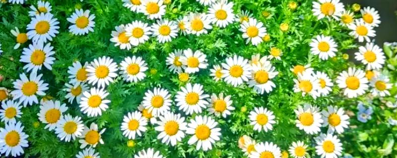 白晶菊和雏菊有什么区别，花朵大小、花瓣、花蕊等方面都不同