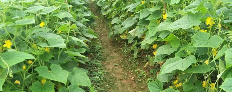 黄瓜有花无瓜怎么防治，应确保植株有足够的功能叶