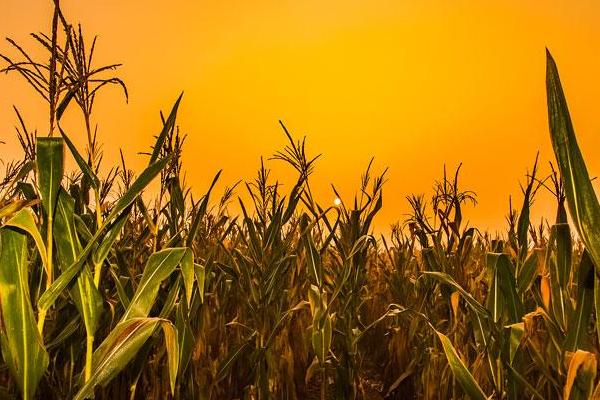 世大778玉米种子介绍，平均生育期130天