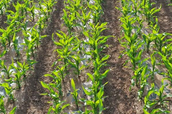 中航糯803玉米种子特征特性，亩种植密度3500株