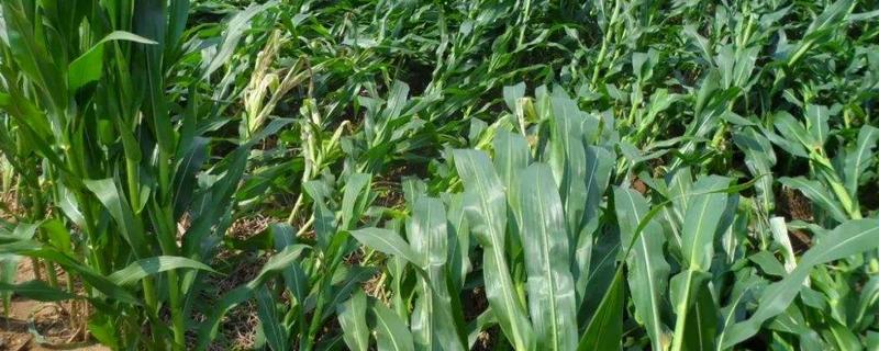 地丰玉99玉米品种简介，平均生育期126.4天