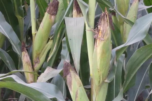 世大778玉米种子介绍，平均生育期130天